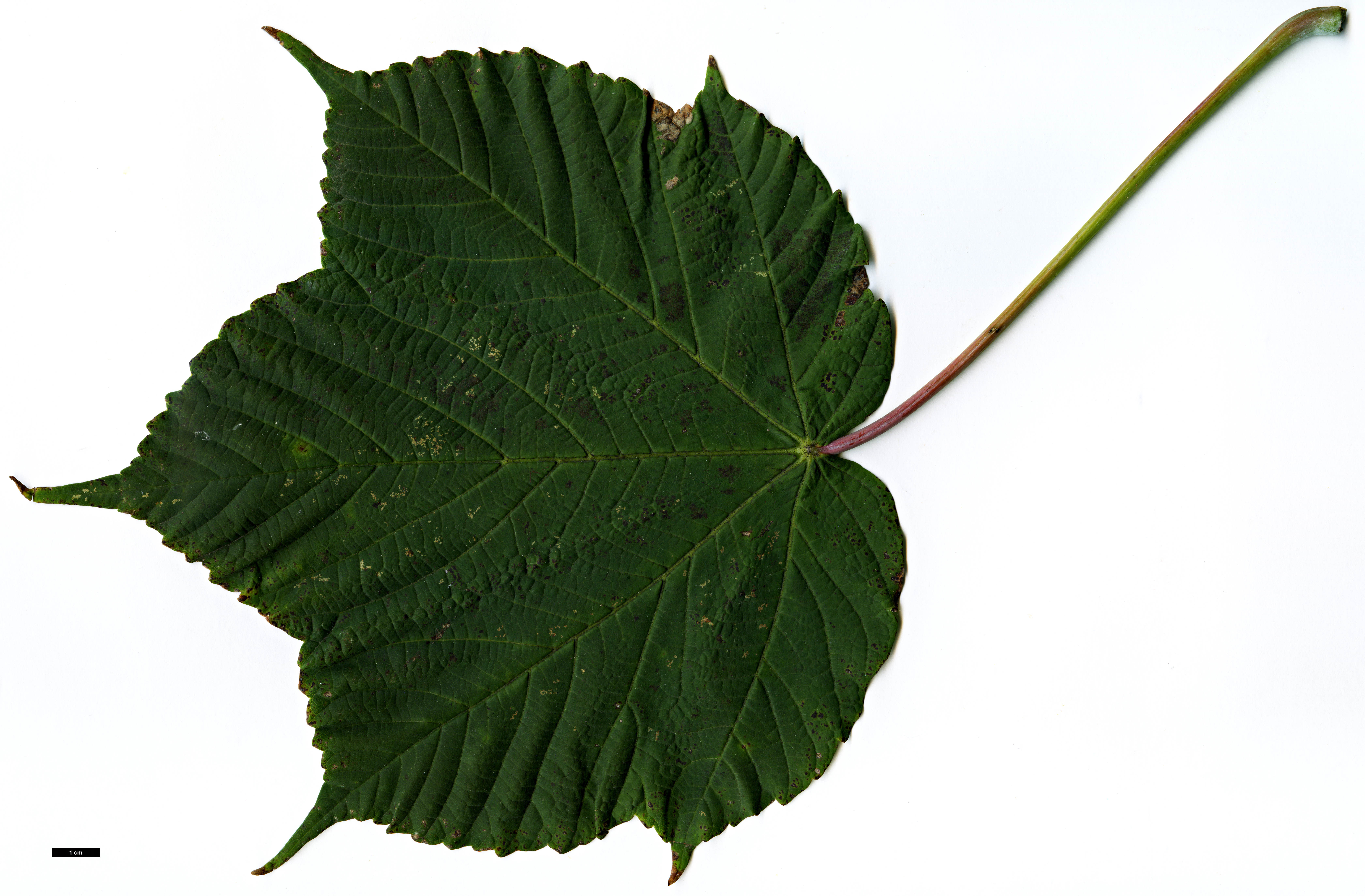 High resolution image: Family: Sapindaceae - Genus: Acer - Taxon: caesium - SpeciesSub: subsp. giraldii